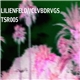Lilienfeld / Clvbdrvgs - Split Cassette